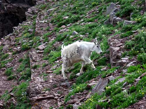 Mountain Goat, Part III: Aggression