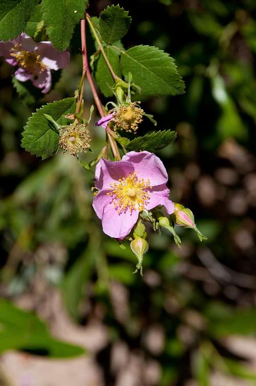 California Wildrose (<i>Rosa californica</i>)