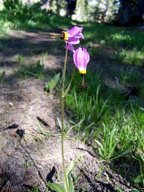 Dodecatheon jeffreyi on the Rocky Canyon trail