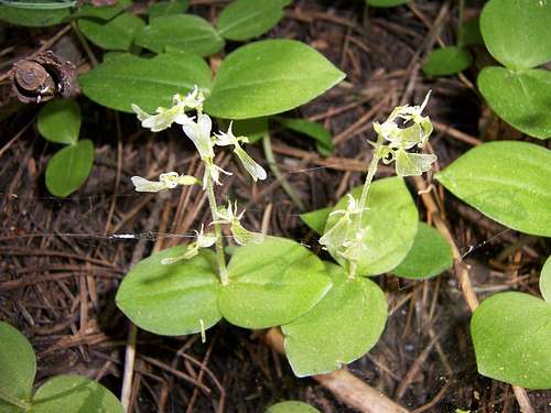 Listera convallarioides, Broad-Leaved Twayblade Orchid on the Rocky Canyon trail