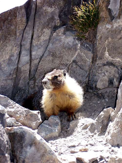A Marmot on Mount Tallac