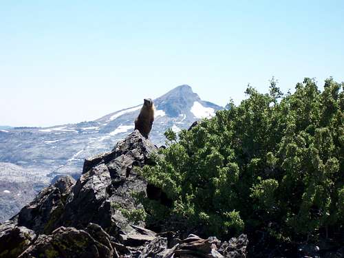 Pyramid Peak and a curious Marmot