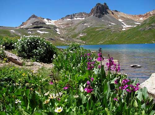 Ice Lake wildflowers