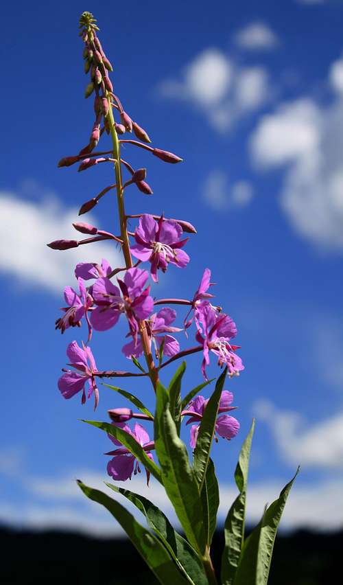 Fireweed on Mount Wolverine