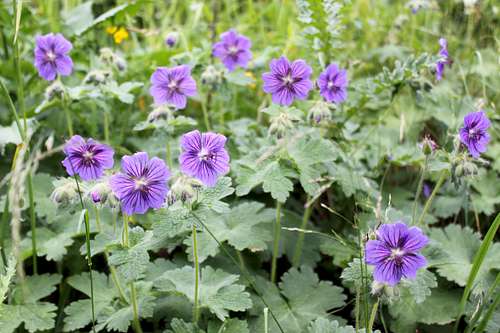 Geranium platypelatum