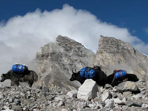 Yaks en route to Cho Oyu ABC