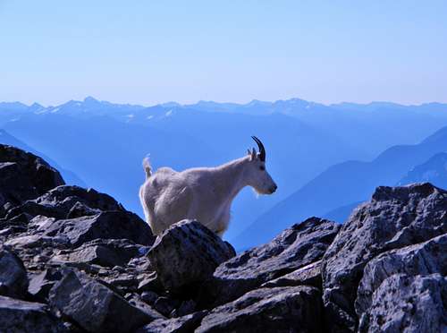 Cascades Goat