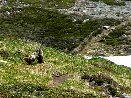 Cascade  Marmots Dancing
