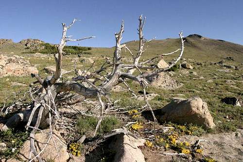 A dead twisted pine on the...