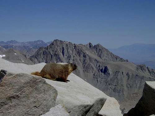 A marmot considering the long...