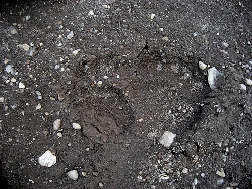 Grizzly tracks