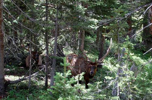 Bull elk in RMNP