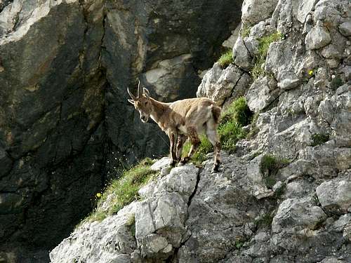 Young ibex in the Triglav National Park 