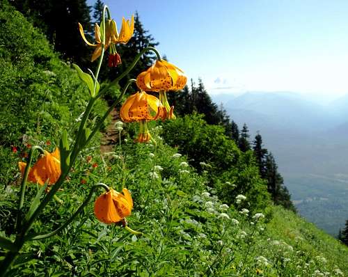 Tiger Lillies