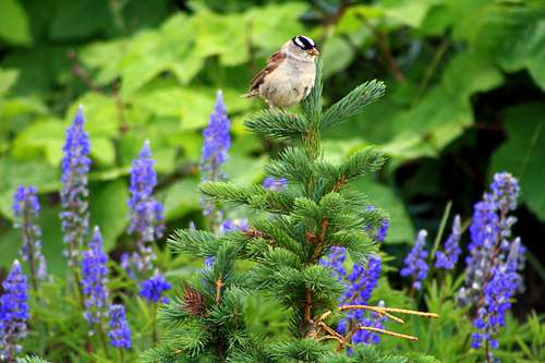 A white-crowned sparrow with some Lupines