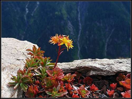 Alpine flower on Filzenalm