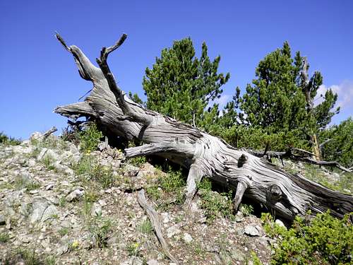 Old snag on north ridge