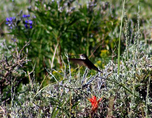 A humming bird on The Butterfield Peaks