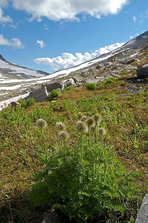Pasqueflowers up in Glory Basin