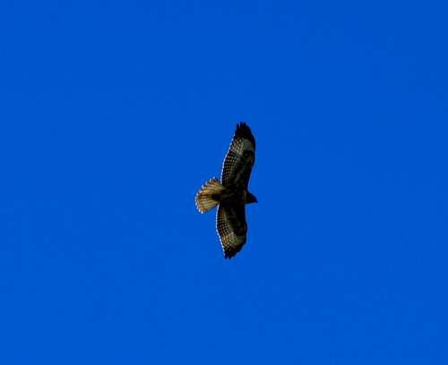 A hawk flying above The Butterfield Peaks