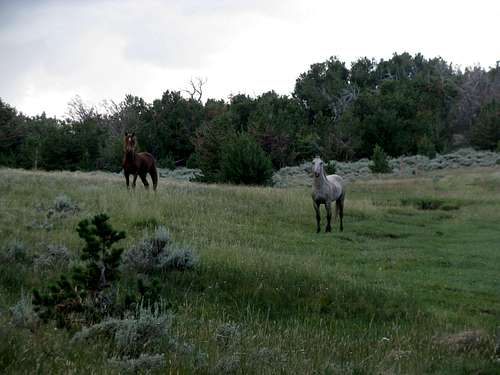 Wild horses on Whiskey Peak