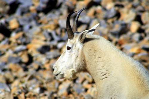A Box Elder Peak Mountain Goat close up