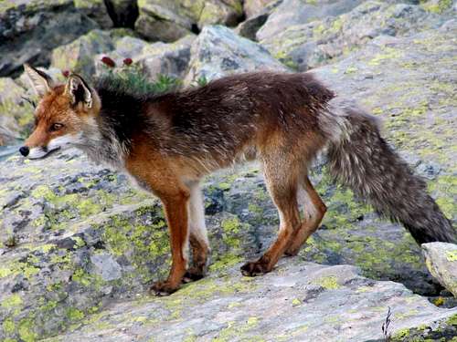 Fox of Monviso