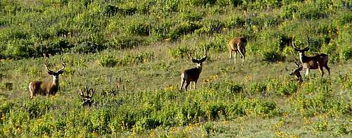 East Mtn Deer
