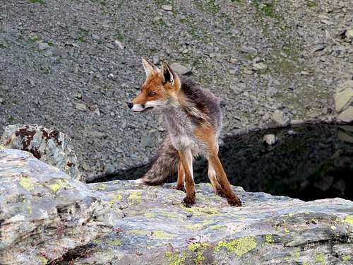 Fox of Monviso