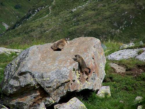 Marmots playing