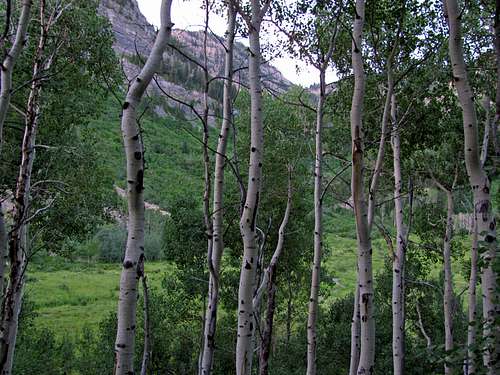 Timpooneke Aspens