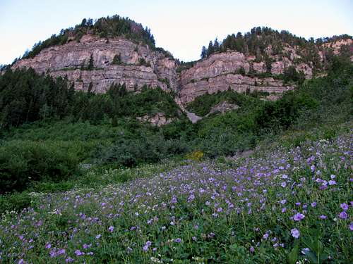 Giant Staircase wildflowers