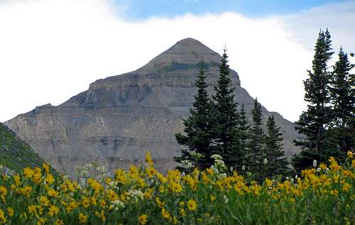 North Timp and wildflowers