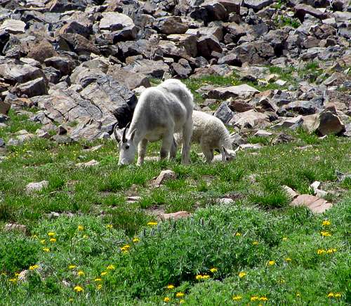 Goat lunch