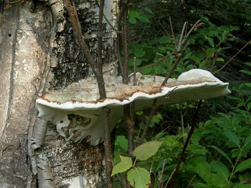 Shelf Fungus with branches