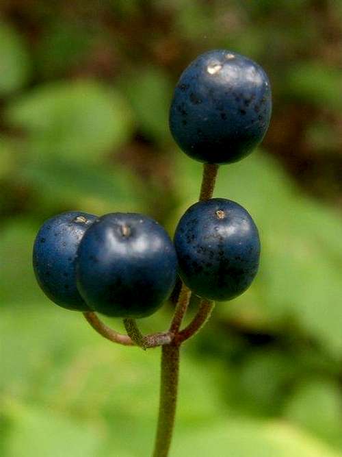 Blue Berries - wood lily