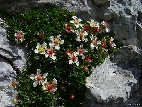 Flora of Durmitor