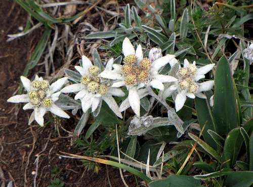 Pretty group of Edelweiss