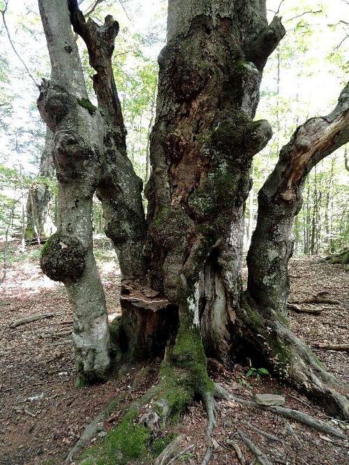 Old Beech Tree