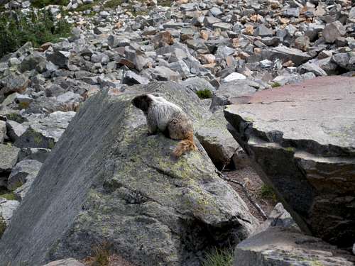 A fat marmot