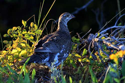 A grouse amongst the start of the 2010 fall colors