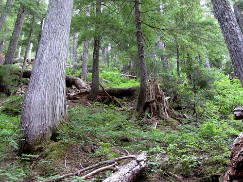 SW Ridge Forest