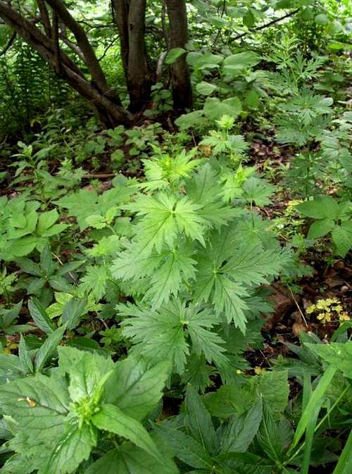 Vegetative shoots...