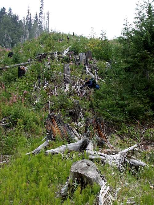 Logging slash above Kinbasket Reservoir