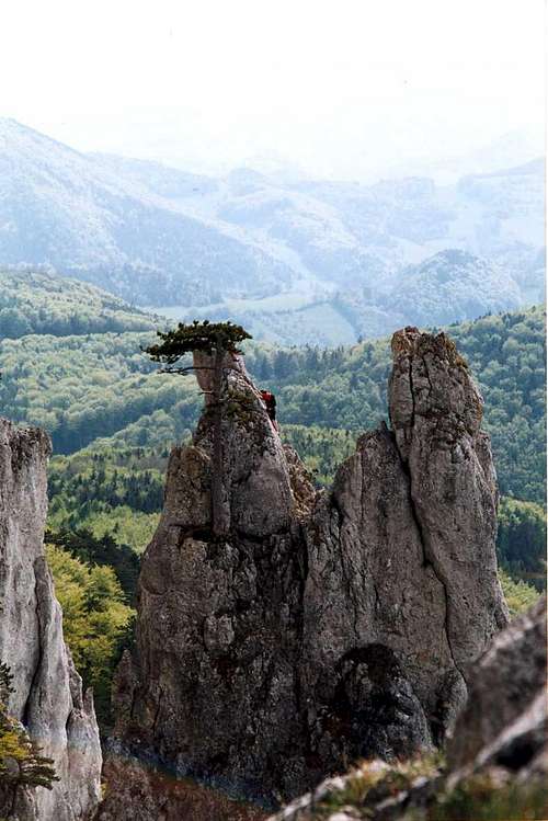 Limestone pillar in the Wienerwald