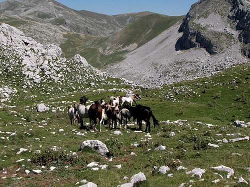 Wild horses on M. Forcellone
