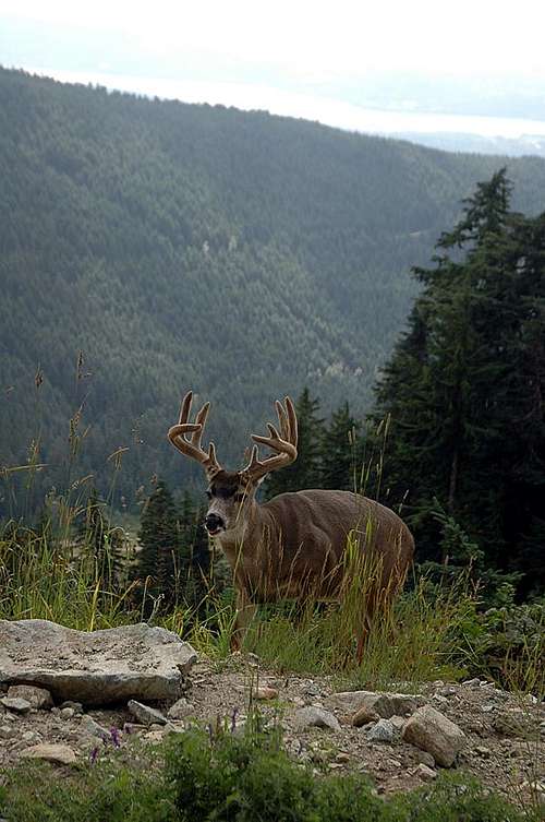 Buck on Grouse Mountain