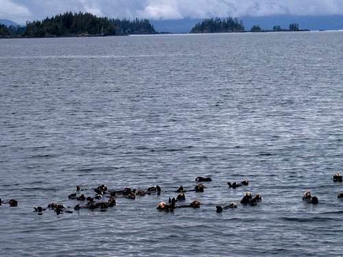 sea otters at Sitka
