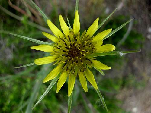 Yellow Salsify