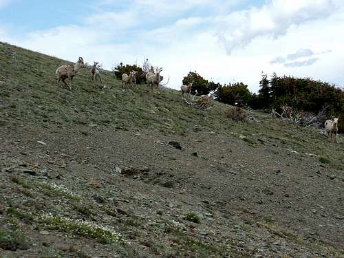 Disreputable Herd of Goats on Calf Robe